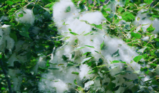 四月全国陆续迎来杨柳絮飞絮期 过敏人士如何做好飞絮季个人防护