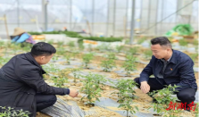 “樟树三宝”：土地从不辜负人 经济要闻 华声经济