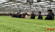 春耕有好苗！长沙免费发放35万株示范蔬菜苗 经济要闻 华声经济