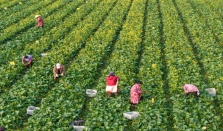 全国第一！湖南建成11个国家级农业优势特色产业集群 经济要闻 华声经济