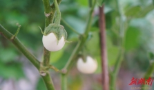 我的青春在田野｜汪端华：育种就像“打怪升级” 经济要闻 华声经济