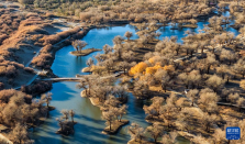 美丽中国丨额济纳：晚秋胡杨美