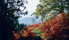 秋染八大处，红叶传千古：非遗传说点亮京西之秋