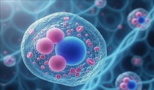 韩国科学家揭晓免疫细胞“失控”之谜 自体攻击难题或攻克