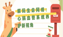 解码生命网络：心脑血管系统养护新视角