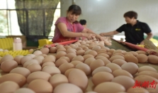 湖南蛋，勇闯世界 经济要闻 华声经济