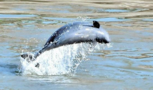 长江江豚数量实现恢复性增长 长江江豚数量已经恢复至1426头