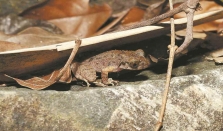 广东发现新物种“佛山掌突蟾”