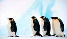 帝企鹅等被列为“濒危”物种 预计到21世纪80年代帝企鹅种群数量将减少一半