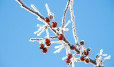 立冬时节真的一天比一天冷吗 立冬期间应该注意什么