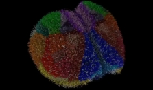 科学家构建迄今规模最大动物大脑模拟系统：完整复现小鼠900万神经元、260亿个突触