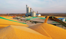 2025年粮食产量达14298亿斤 我国粮食产量连续两年稳定在1.4万亿斤以上