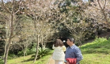 期盼36年，终迎一树繁花 ——湖南保育长果安息香首次盛花绽放濒危物种保护新希望 经济要闻 华声经济